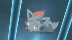Category:Zorua .